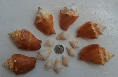 Bulk Lot Of True Florida Sea Shells