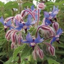 BOURRACHE biologique,graines de Bourrache,produits bio de mon jardin