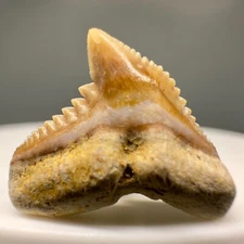 High Quality 0.67"  Fossil Extinct TIGER SHARK Tooth - G. eaglesomi - Togo