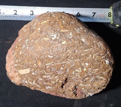  Huge Lake Michigan Fossil Soup Raw Devonian Marine Fossil Death Rock 6''+