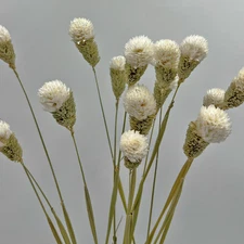 Bergamo Art Bundle of 4 Dried Gomphrena Globosa  22-24" long in White