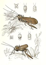 1977 VINTAGE LAROUSSE "GRASSHOPPERS" FABULOUS COLOR Art Print Lithograph