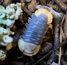 10+ Rubber Ducky Isopods LAG