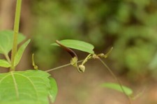 ARISTOLOCHIA INDICA - 5 x seeds - dutchman's pipe plant