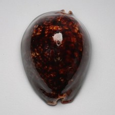 Mauritia mauritiana 82.9mm shells seashells sea shells 26079B2