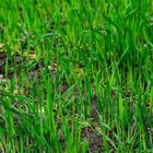5LBS Winter Rye Seed Cover Crop,Food Plot Deer,Wildlife