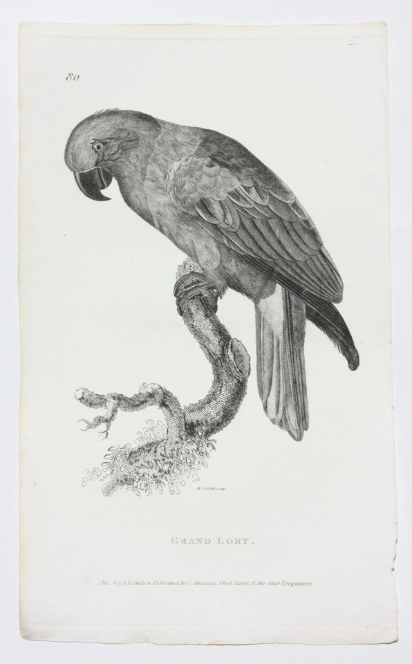 Moses Griffith (1747-1819), Folge von 8 Kupferstichen, Papageien, Parrots, 1811 - Bild 4 von 4