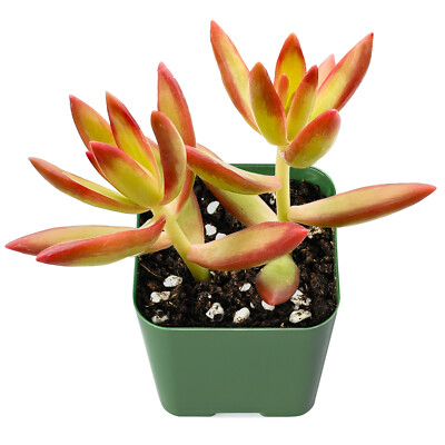 Sedum Adolphii Firestorm Succulent Plant Rooted in 2'' Planter For indoor  Decor | eBay