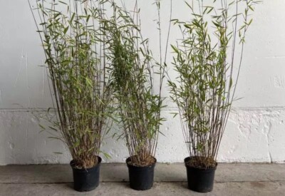 Bamboo Fargesia' Black Pearl' Hardy Evergreen Shrub With Black Bamboo  Stems. | eBay
