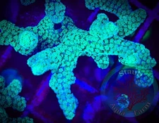 SAF~Screaming Eagle Birdsnest Coral Frag“WYSIWYG”, SPS, Live Coral Colony