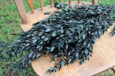 Eucalyptus: Real Preserved Dark Green Teardrop Eucalyptus, preserved parvafolia
