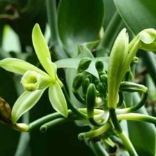 Vanilla Beans Fresh Planifolia Orchids 3 Live Cuttings with Roots New