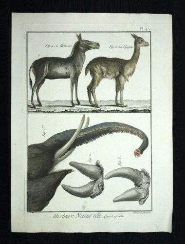 THE ELEPHANT, The Vicuna, Onager Or 13001 engraving de Buffon Watercoloured 1790 - Picture 1 of 1