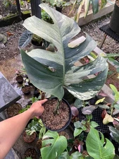 Monstera Jungle Mint Variegated 1 Leaf Beauty Real Picture