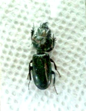 Carabidae: Scaritinae: Scaritini: Scarites subterraneus, A-