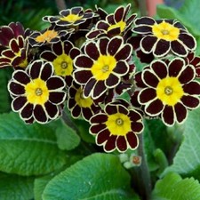 PRIMULA AURICULA GOLD LACE SEED PERENNIAL VICTORIA BLACK YELLOW WHITE EDGED x 20