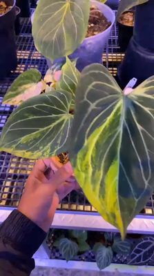 Real Pict Anthurium KOS HU Butterfly Variegated Rare Price $6900