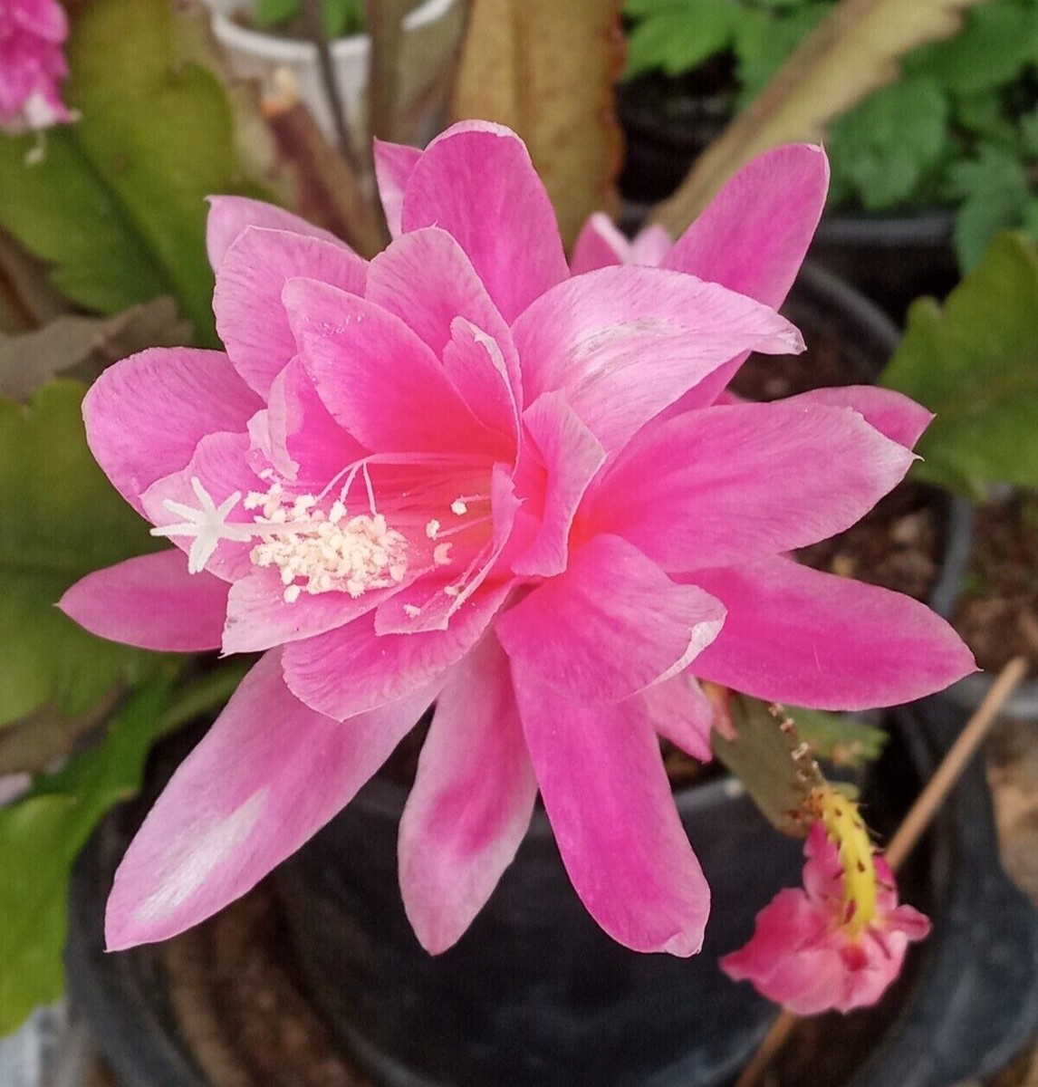 Rare Orchid Cactus German Empress Epiphyllum Rooted Live Plant 6