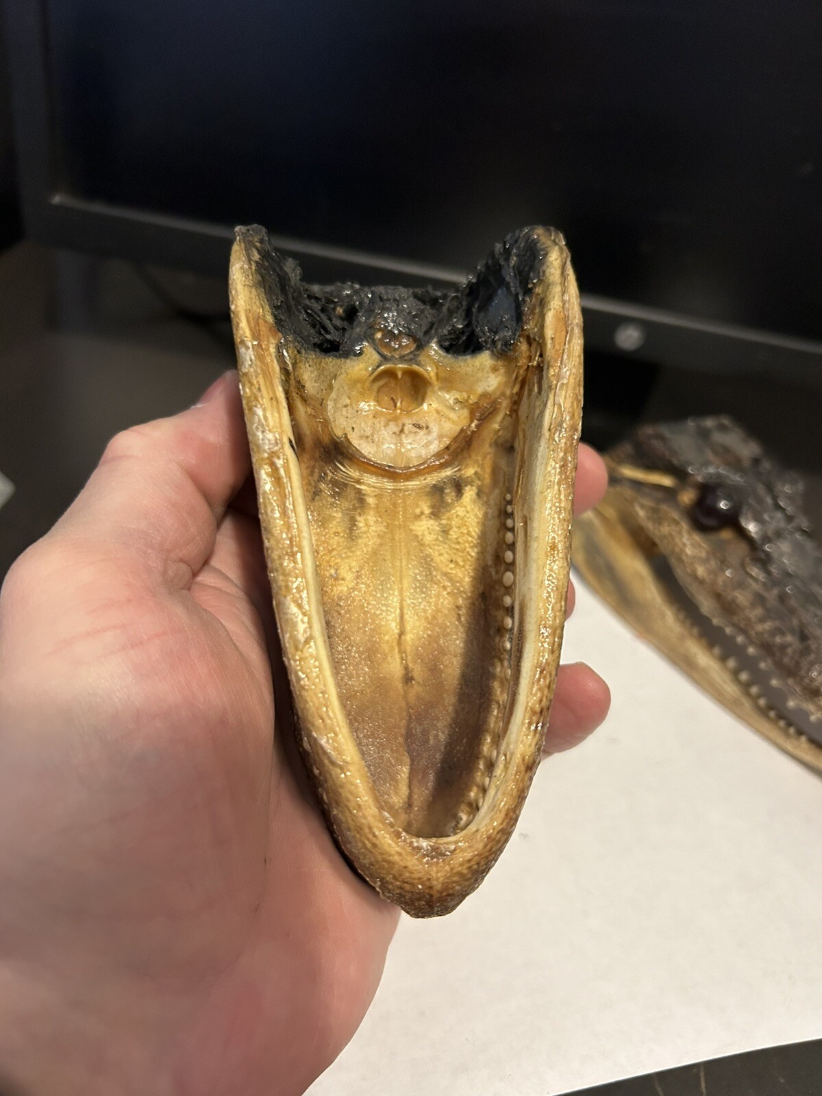Pair 2 Genuine American Taxidermy Juvenile Louisiana Alligator Head 5 - 6” Long