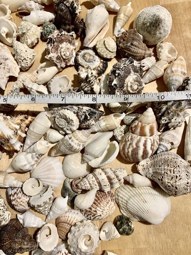 LARGE BAG OF SHELLS!  NICE VARIETY!! SEA SHELLS!! #1 - Picture 8 of 10
