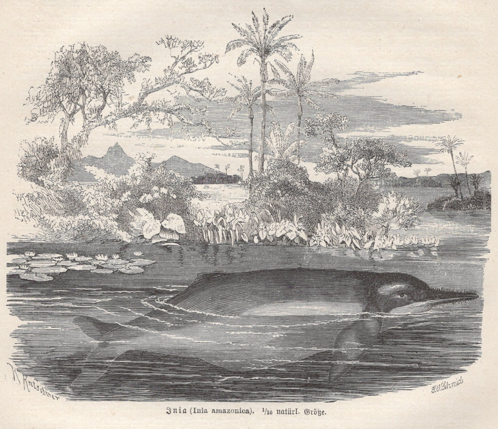 1877 Brehms Thierleben Wood Engraving Amazon River Dolphin Original Book Print