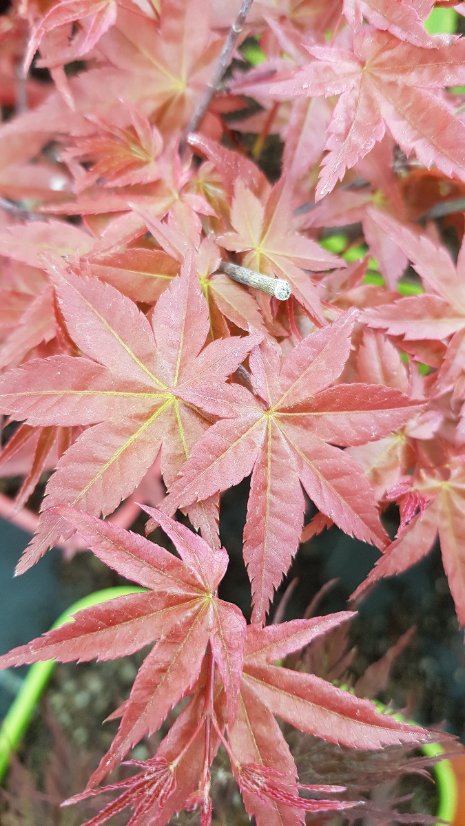 Acer palmatum Deshojo pot de 3L plante de collection au feuillage rouge flamboyant