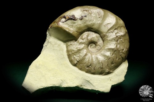 Ceratites evolutus Deutschland Ceratit Sammlung Trias Ammonit Fossil Ceratitidae - Bild 2 von 8