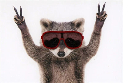 Pictura Peace Raccoon Wearing Red Goggles Humorous / Funny Birthday Card