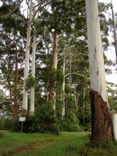 Rose Gum, Grand Eucalyptus (Eucalyptus grandis), 200 seeds