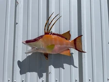 21" Hogfish (Hog Snapper) Two Sided Fish Mount Replica - Quick Production