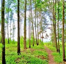 100++ Multi-Purpose Acacia Seedss (Acacia auriculiformis) for Plantation Use