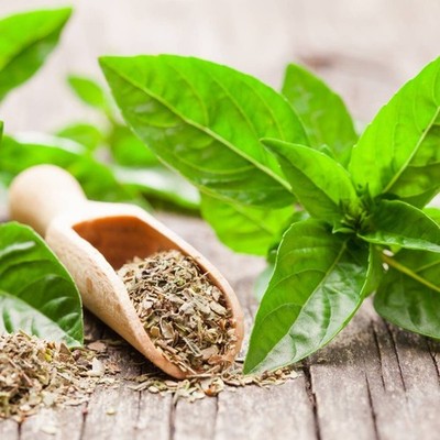 Dried Organic Basil Leaves Sweet Basil Leaf Herb Spices