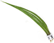 Eleocharis Vivipara Umbrella Hairgrass Bunch Live Aquarium Stem Plants Fish Tank