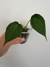 Anthurium Delta Force Rare house plant Aroid ref 3
