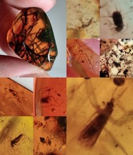 10 pieces authentic Myanmar insect Amber specimen fossil dinosaur age 9.24-12