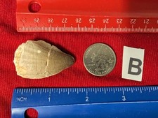 Fossil Dinosaur Mosasaur Mosasaurus Tooth Giant Large 70 million years old