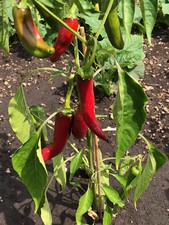 Szegediner Peperone Rosso Speziato dall'Ungheria per Dolci Preziosi in Polvere