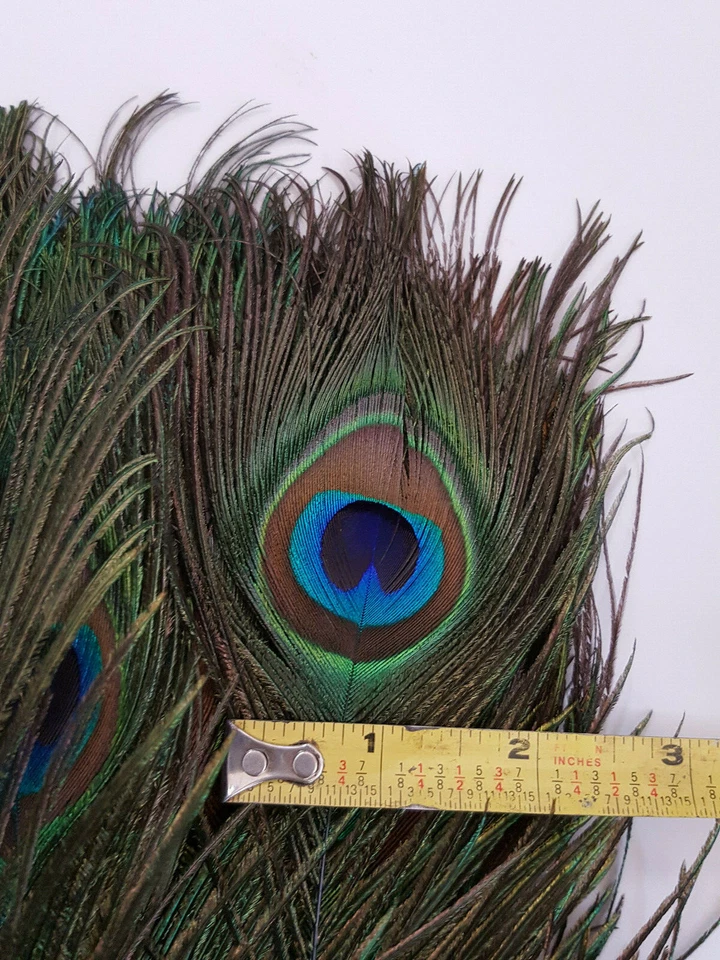 10-50 inches Natural Peacock Feathers with Big Natural Eyes 10-100 Pcs from GA - Image 2 of 4