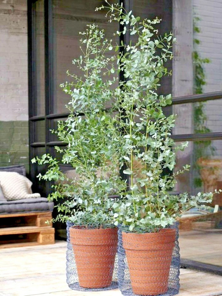 Cultiva tu propia goma perfumada con limón: planta o semillas de eucalipto limón eucalipto 🌿🍋 Foto 3 de 4