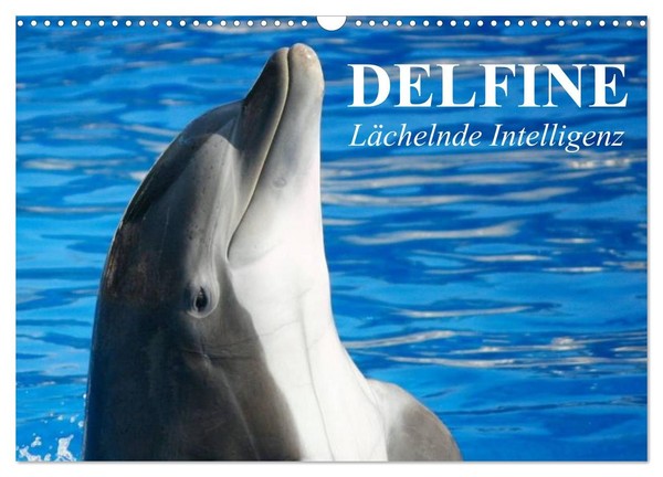 Calendar 2027 · US Version · Dolphins - Smiling Intelligence (Wall Calendar 2027-image
