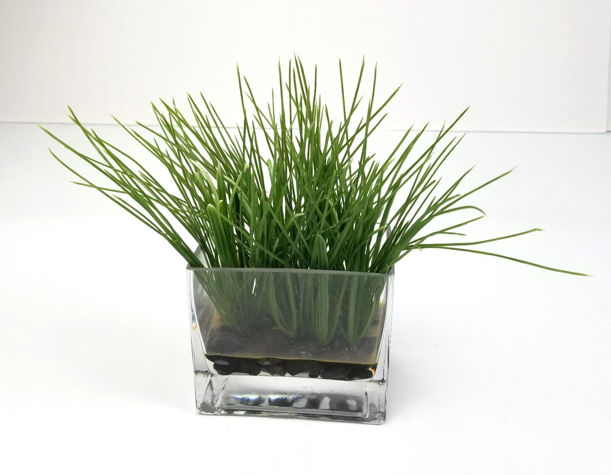 where can i purchase a aloe vera plant Aloe VeraDefault Title