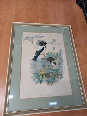 Vintage J Gould & H C Richter Pastor Roseus Framed Birds Artwork