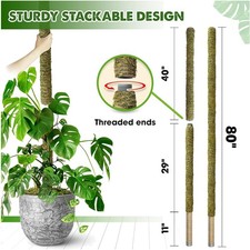 Forest Moss Stick for Big Indoor Plants - 80'' Non-bendable 