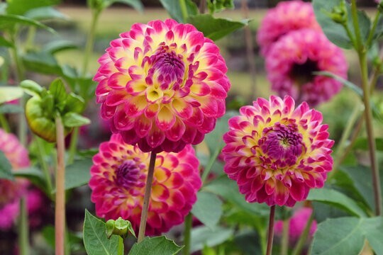 1 - HAPET DAYDREAM Decorative Dahlia Bulb Tuber Clump  * WONDERFUL PERENNIAL