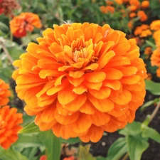 Orange King Zinnia Seeds | Giant 5"+ Double Orange Flowers | Heirloom | 1187