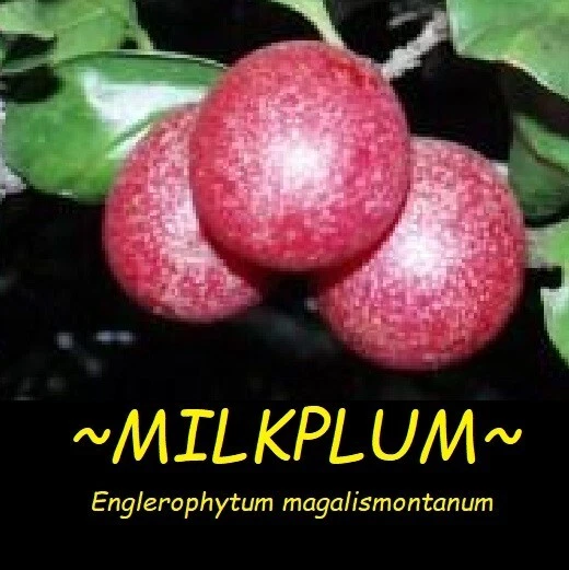 ~Transvaal MilkPlum Tree~ Englerophytum magalismontanum Live Africa Sapote Plant
Opens in a new wind