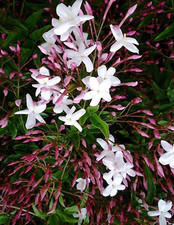 Pink  Star Jasmine Polyanthum 10 Cuttings 12" eachs