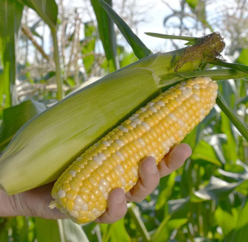 1000+ Peaches and Cream Sweet Corn Seeds - Organic - Hybrid - Non Gmo -- FRESH - Picture 2 of 6