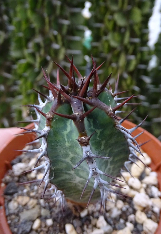 EUPHORBIA VIROSA  plante grasse succulente succulento caudex euphorbe - Photo 2/2