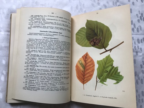 Die Kleinschmetterlinge Deutschlands, Dr. Karl Eckstein, Lutz Verlag 1933 - Picture 5 of 5